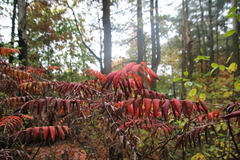 Rhus glabra