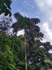 Iriartea deltoidea