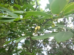 Annona emarginata