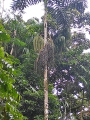 Iriartea deltoidea