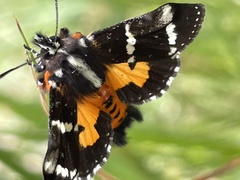 Hecatesia fenestrata