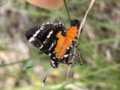 Hecatesia fenestrata