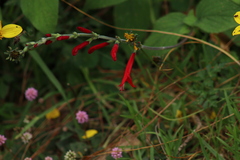 Salvia elegans