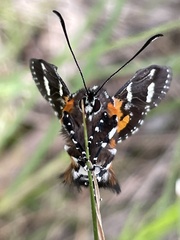 Hecatesia fenestrata