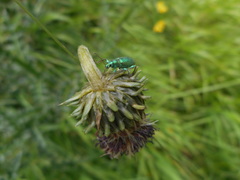 Phyllobius arborator