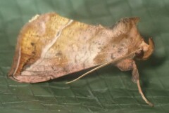 Pseudeva purpurigera