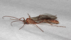 Ophion obscuratus