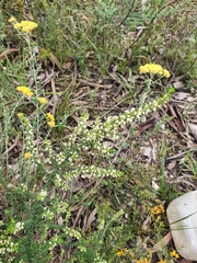 Olearia tubuliflora