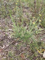 Olearia tubuliflora