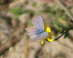 Hemiargus ceraunus