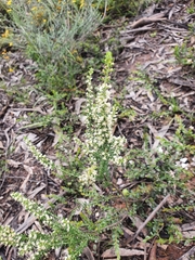 Olearia tubuliflora