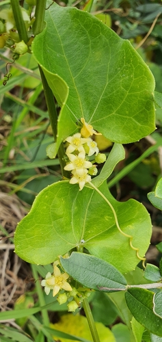 Image of Zehneria Baueriana (Zehneria baueriana) by (c) Andrew Orme, some rights reserved (CC BY)