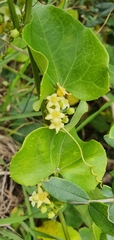 Zehneria baueriana