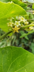 Zehneria baueriana