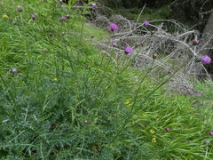 Carduus defloratus carlinifolius