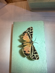 Apantesis parthenice