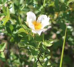 Rosa bracteata
