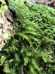 Mnium hornum