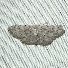 Idaea violacearia
