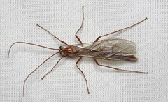 Ophion obscuratus
