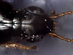 Quedius semiobscurus