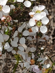 Leptospermum scoparium