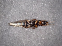 Quedius semiobscurus