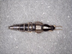 Quedius semiobscurus