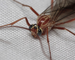 Ophion obscuratus
