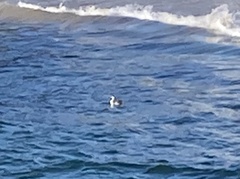 Aechmophorus occidentalis