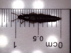 Quedius semiobscurus