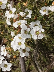 Leptospermum scoparium