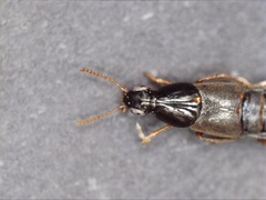 Quedius semiobscurus
