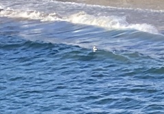 Aechmophorus occidentalis