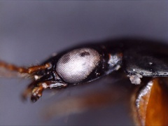 Quedius semiobscurus