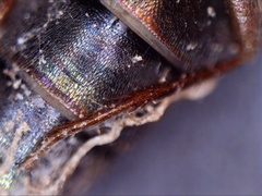 Quedius semiobscurus