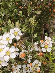 Leptospermum scoparium