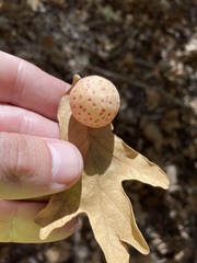 Atrusca quercuscentricola