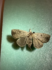 Scolecocampa liburna