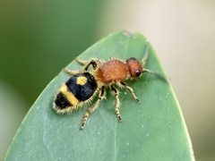 Odontomutilla uranioides