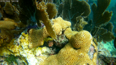 Palythoa caribaeorum