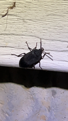 Penthe pimelia