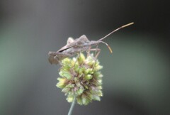 Leptoglossus zonatus