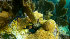 Microspathodon chrysurus