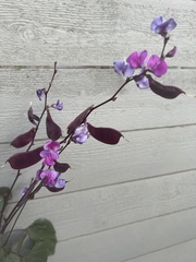 Lablab purpureus