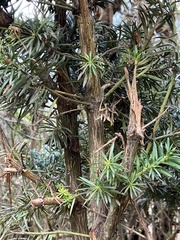 Podocarpus glomeratus