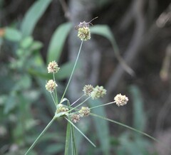 Cyperus entrerianus