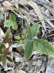 Flemingia parviflora