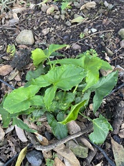 Syngonium podophyllum