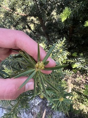 Podocarpus glomeratus